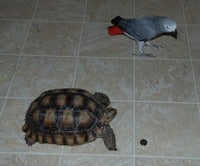 hercules and Maui I.jpg