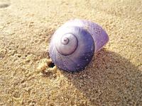 Sea Snail.jpg