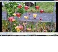 yellow-floweredS.leuco.jpg