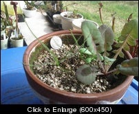 dros03152012.jpg