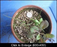 dros031520122.jpg
