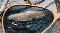 trout.jpg