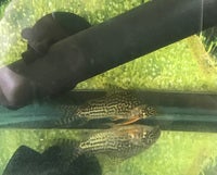 STERBAI_columnaris.jpg