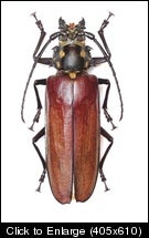 relictus 87mm.jpg