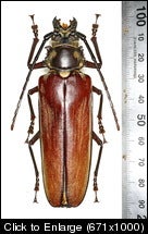 Crelfem90mm.jpg