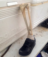 Foot.jpg