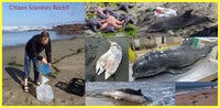 citizen scientists rock.jpg