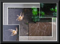 Fukushima_spiders web_comparison.jpg