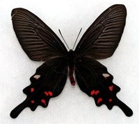 mukoyamai m Yunnan v adj.jpg