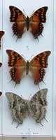 velox - Copy.JPG
