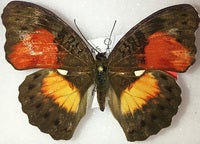 distincta kivuensis upload res.jpg