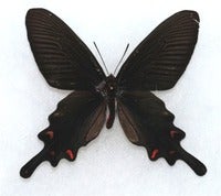 mukoyamai m Yunnan r adj.JPG