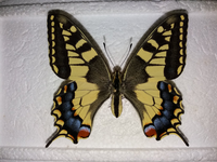 Papilio m.jpg