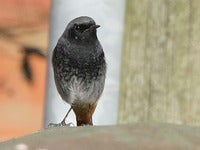 Black Redstart 2763.jpg