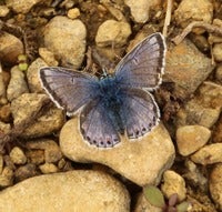 common blue.jpg