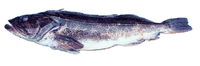 Lingcod Depoe Bay.gif