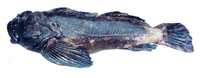 Cabezon Depoe Bay.gif