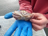 Depoe Bay Crab 002 a.jpg