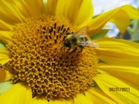 Bee-1421.JPG