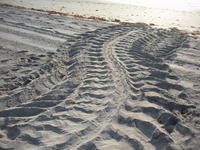 leatherback crawl.JPG