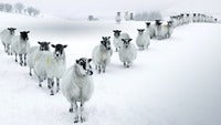 2013-12-15_EN-GB10467576611_Winter-Sheep-in....jpg
