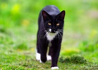 Feral-black-white-cat-walks-towards-camera-....jpg