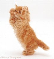 22198-Ginger-kitten-reaching-up-white-backg....jpg