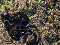 snakeIMG_0176.JPG