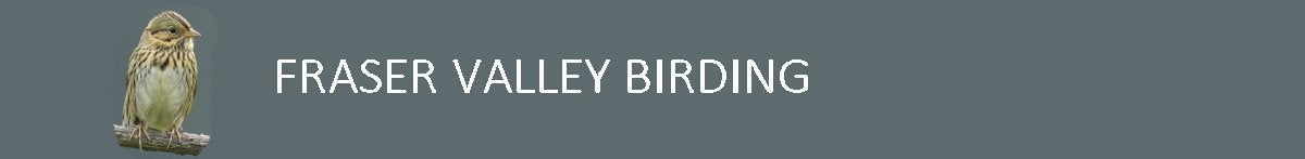 Fraser Valley Birding