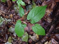 Virginia Snakeroot.jpg