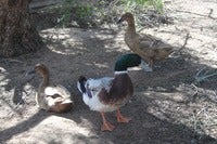 duck.jpg