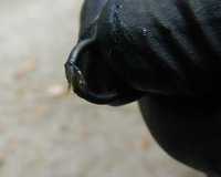 grease on O ring.jpg