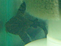 RSCN2140.JPG