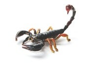 Scorpion.jpg