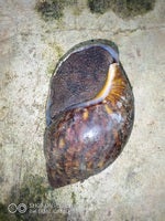 JUMBO SNAIL