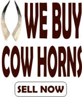 Cow Horns