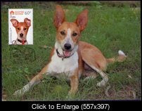 Maxidogs001.jpg