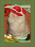 Felica, (Fee) In Loving Memory Avatar