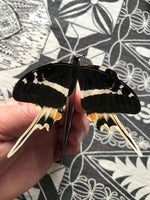 P. nat smaller.jpg