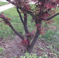 Nickinapot_japanese-maple 2.jpg