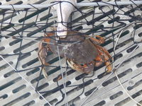 Crabbing Depoe Bay 002.JPG