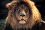 lionofgod Avatar