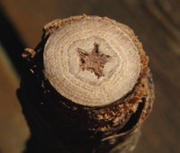 CottonwoodStar.jpg