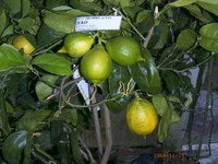 Citrus_yuko_d.jpg